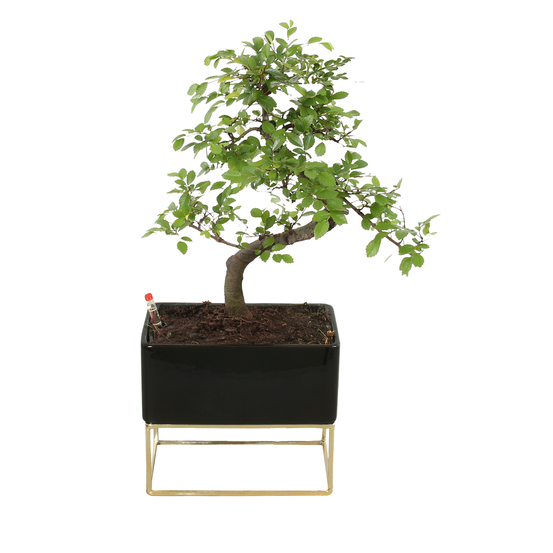 Bonsai Zelkova en céramique noire/cadre métal