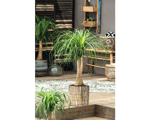 Olifantspootslurf FloraSelf Beaucarnea recurvata H tot 60 cm Ø 27 cm Pot