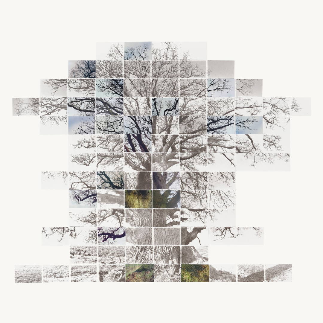 Sketch Film of a Tree by Noel Myles - Limited Edition. Edition of: 100. Signed.