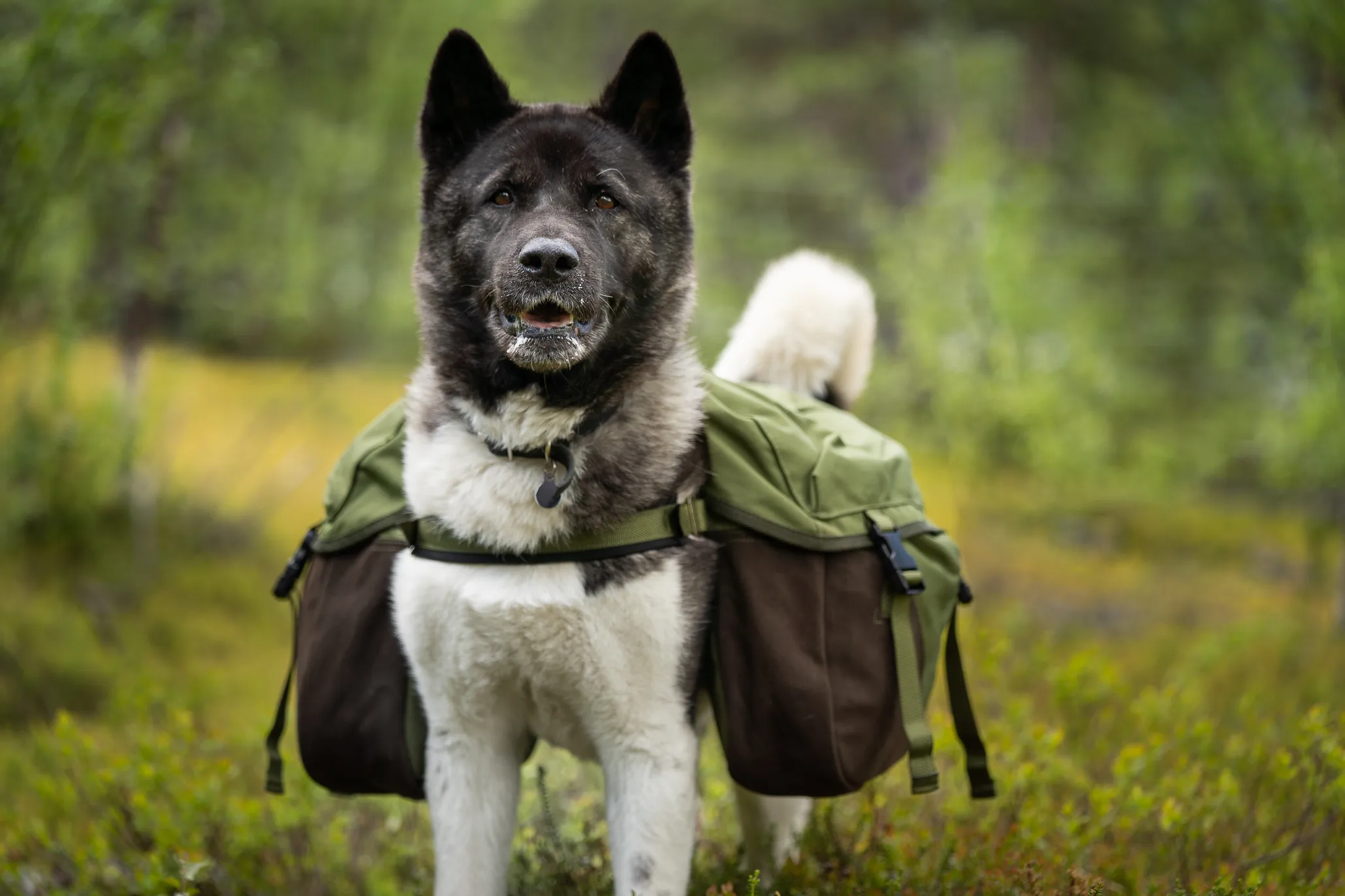 Seleverkstedet Togo hundekløv Grønn/brun L
