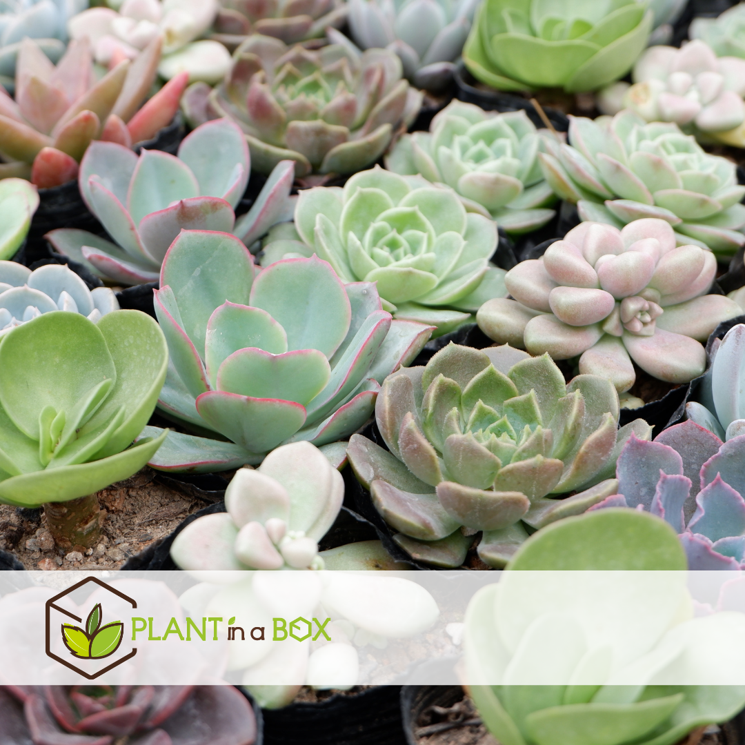 Mini succulent - mélange de 6 pièces de succulentes - pot 5,5cm - hauteur 5-10cm