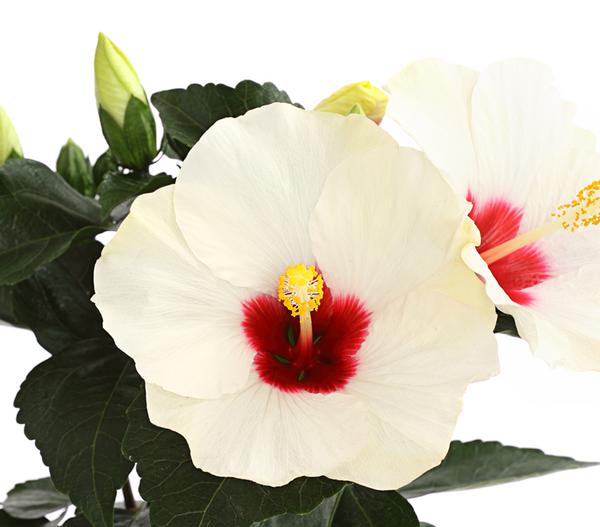 Zimmerhibiskus - Hibiscus rosa-sinensis