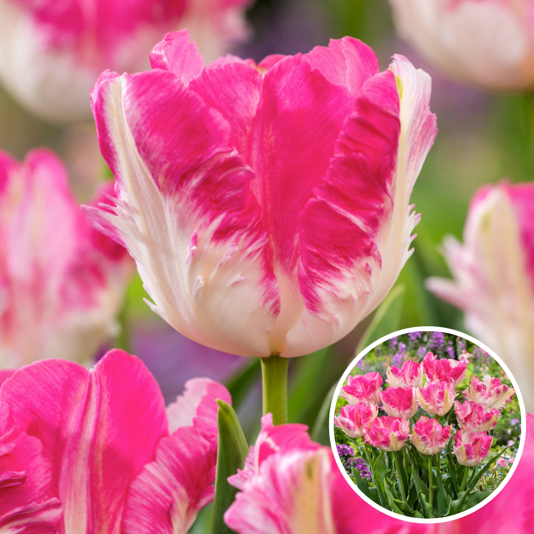 Tulipa cabanna - 25x bulbes de tulipes - rose / blanc