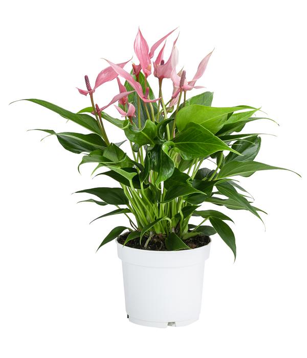 Flamingoblume - Anthurium andreanum 'Lilli'