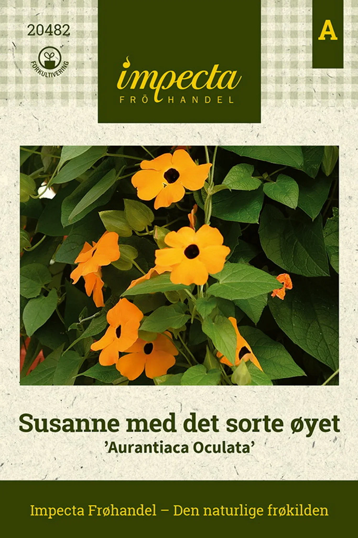Thunbergia alata 'Aurantiaca Oculata' Susanne med det sorte øyet 'Aurantiaca Oculata'