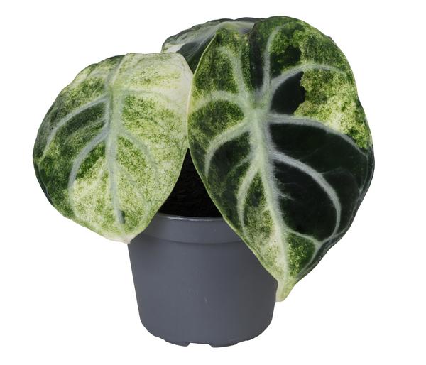 Pfeilblatt - Alocasia 'Ninja' variegata