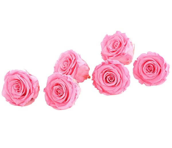 Dehner Longlife-Rose, ca. Ø6 cm