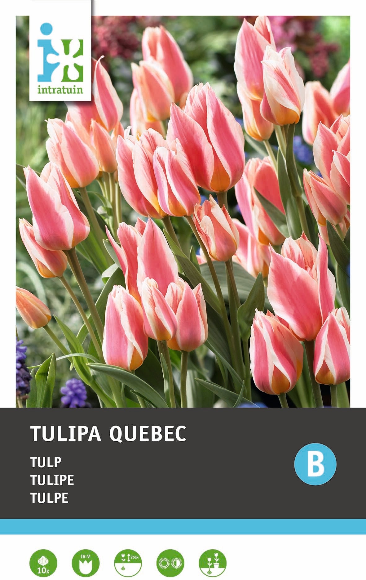 Intratuin bloembollen Tulp (Tulipa 'Quebec')10 stuks
