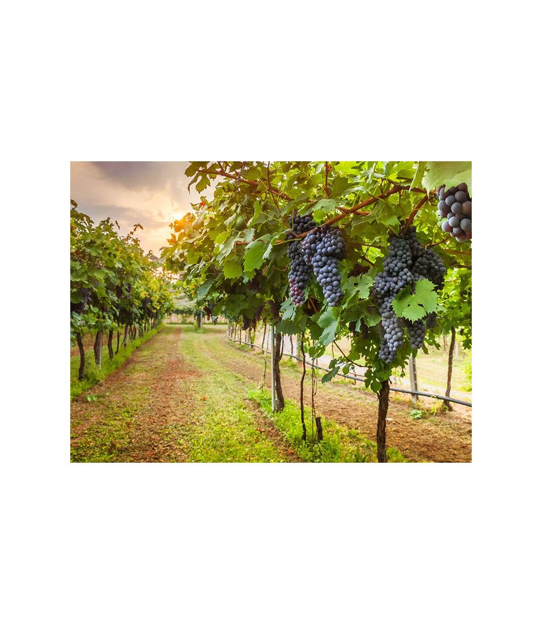 Séjour romantique dans les vignobles d'Italie - SMARTBOX - Coffret Cadeau Séjour