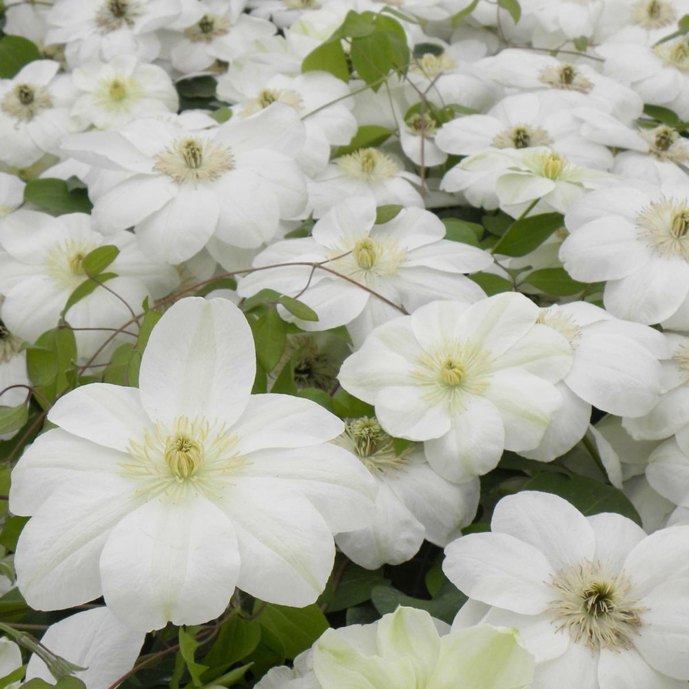 Clématite guernsey cream/clematis guernsey cream[-]godet - 5/20 cm