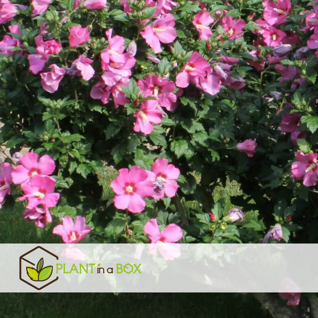 Hibiscus syriacus - 'woodbridge' - lot de 2 - pot 17cm - hauteur 25-40cm