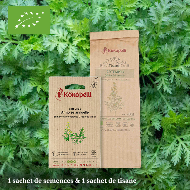 Lot de 1 sachet de graines et 1 sachet de tisane d'artemisia annua ab