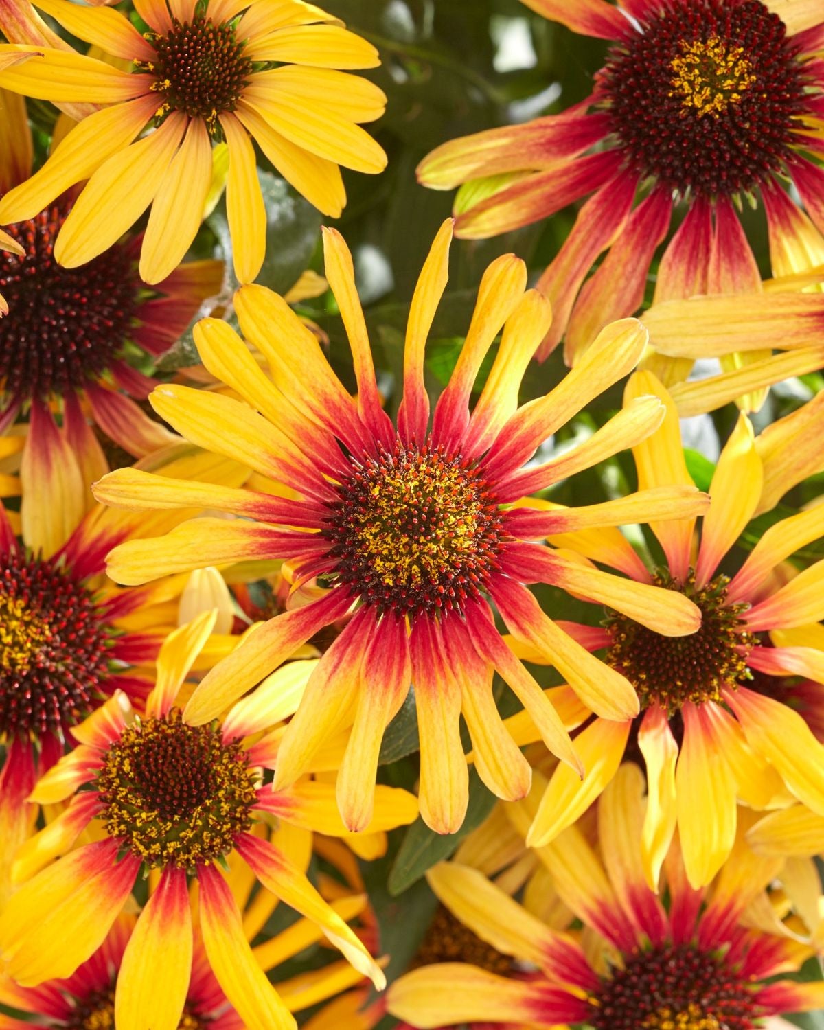 Zonnehoed (Echinacea purpurea 'SunSeekers Tequila Sunrise') D 17 H 45 cm