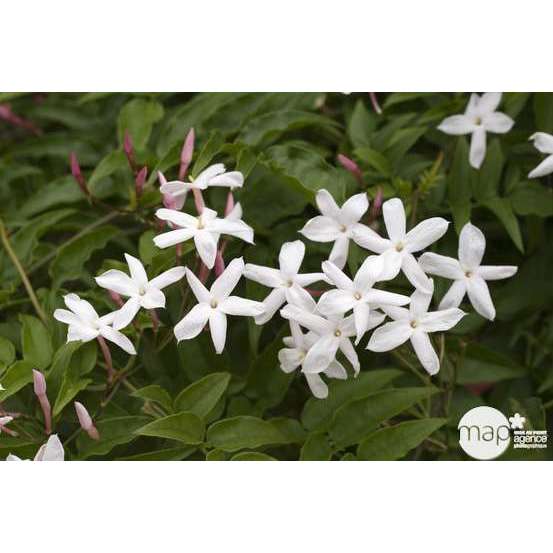 Jasminum officinale 'Affine':conteneur 3 litres