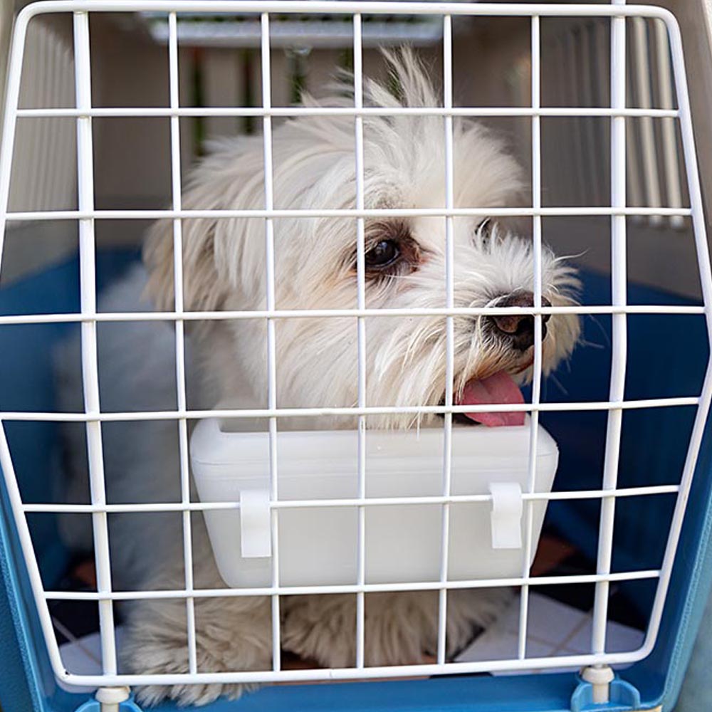 Ferplast caisse de transport chat, cage de transport pour chiens petits et chats jusqu'à 5 kg, toit ouvrable, avec coussin et