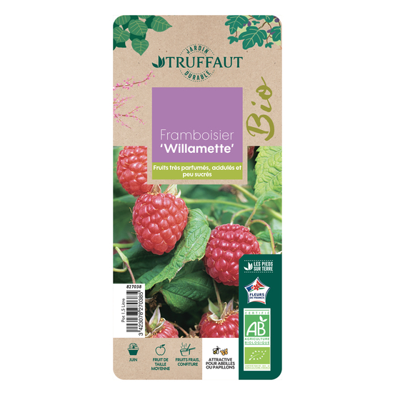 Framboisier 'Willamette' bio - pot de 1,5L