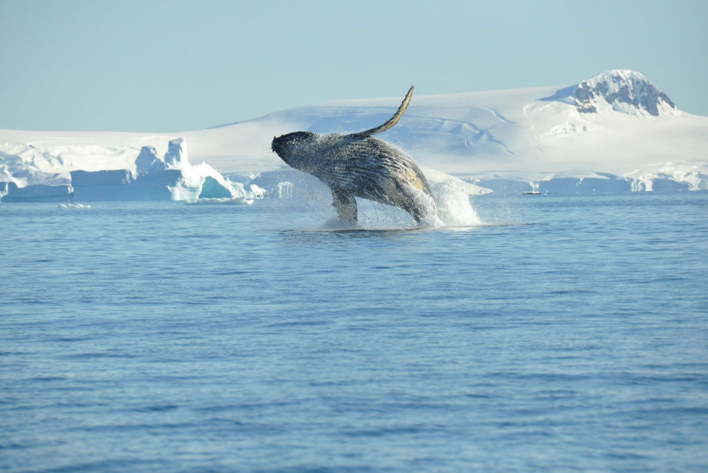 Expeditiecruise Antarctica per m/v Hondius Zie beschrijving