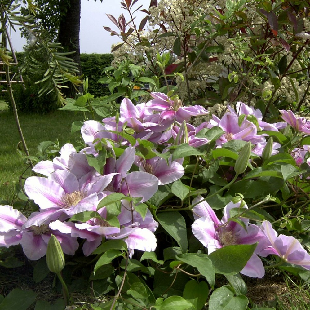 Clématite bee's jubilée/clematis bee's jubilée[-]pot de 1,5l - tuteur bambou 30/60 cm