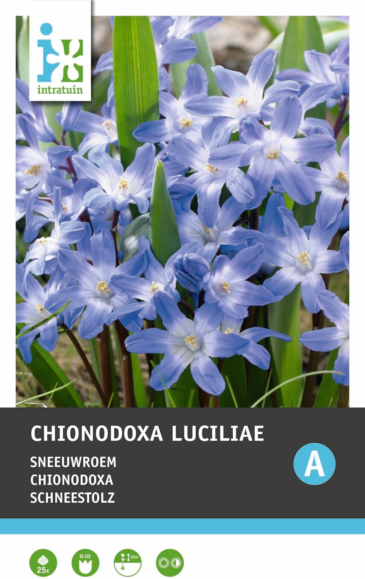 Intratuin bloembollen Sneeuwroem (Chionodoxa lucilea)25 stuks