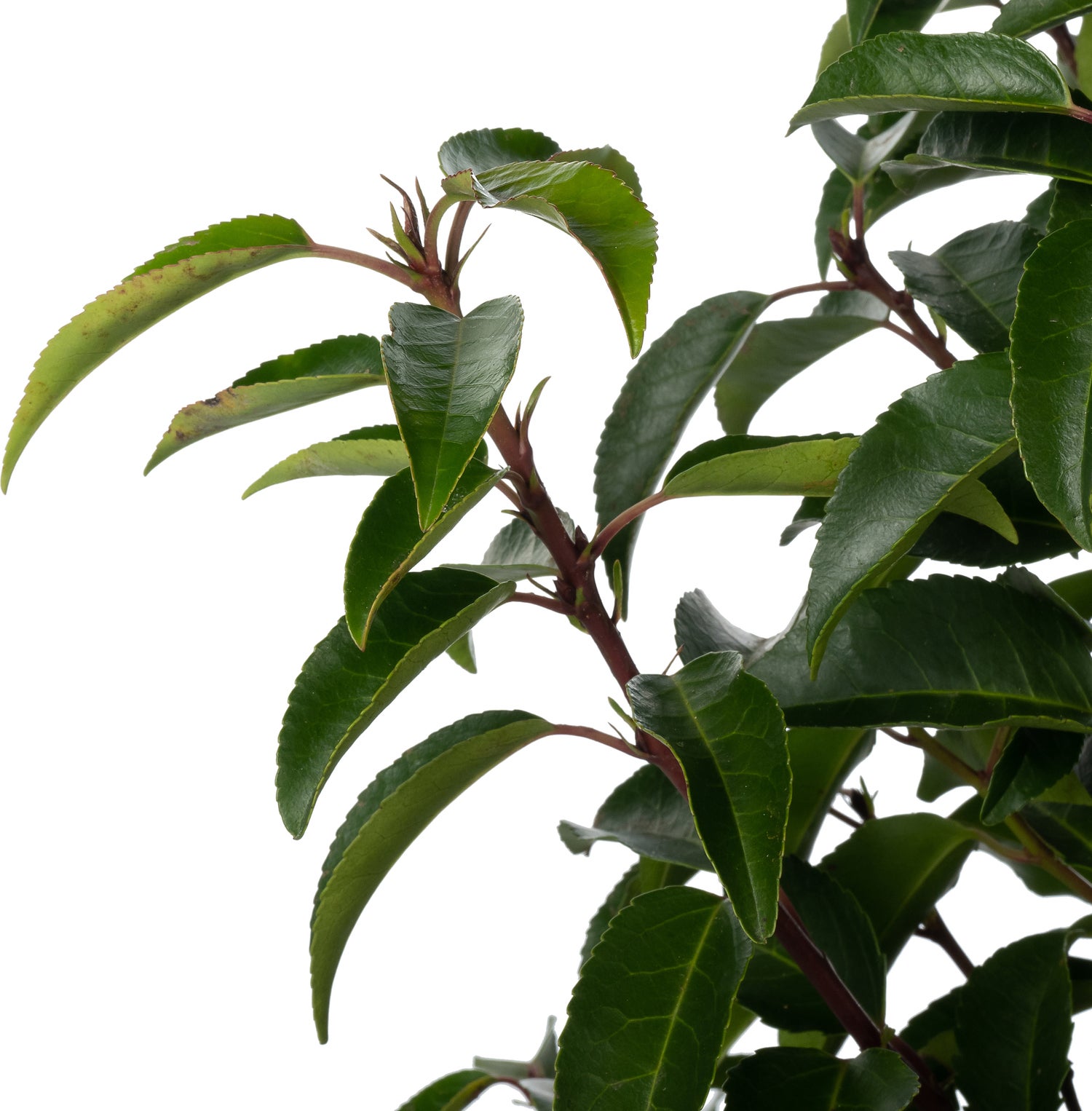 Portugese Laurier (Prunus lusitanica 'Angustifolia') D 23 H 80 cm
