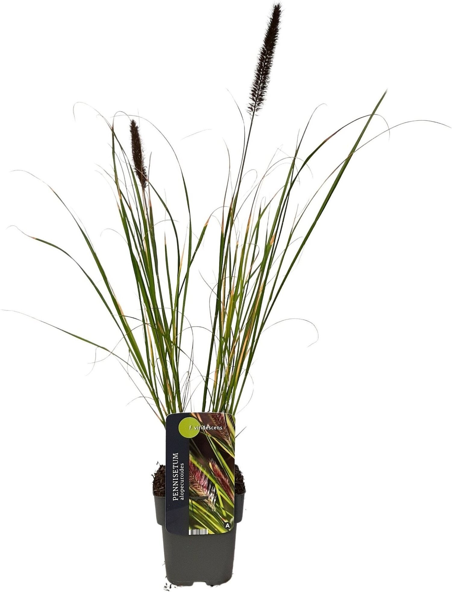 Lampenpoetsersgras (Pennisetum alopecuroides 'Viridescens') D 17 H 80 cm