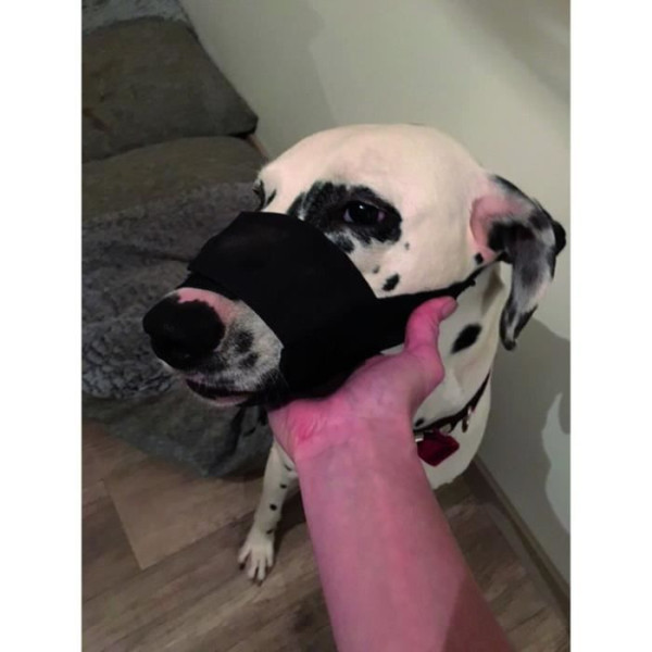 Yago museliere en nylon noir pour grand chien, partie museau avec filet respirant et réglable