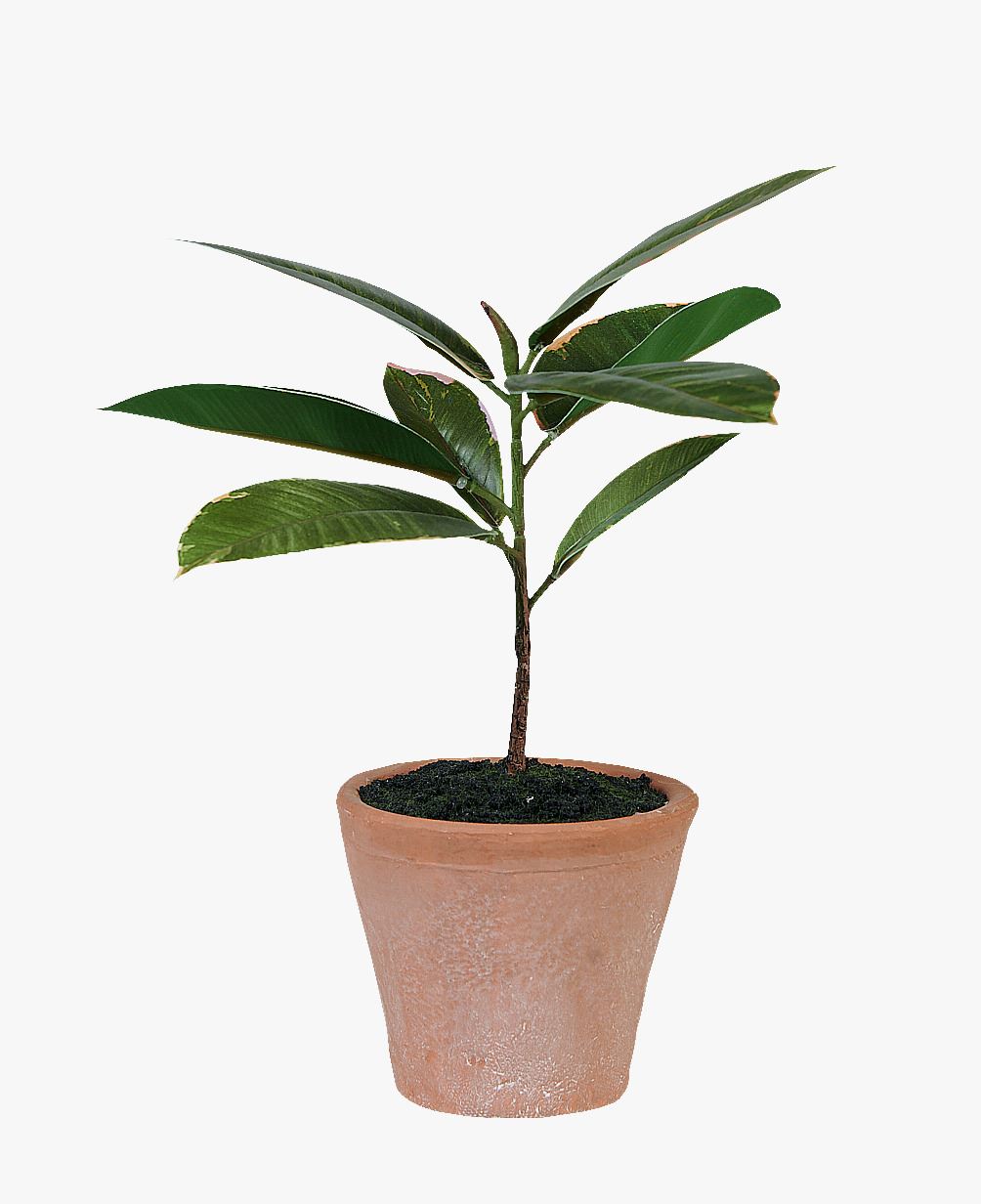 Plante grønn - 10x10x25 cm