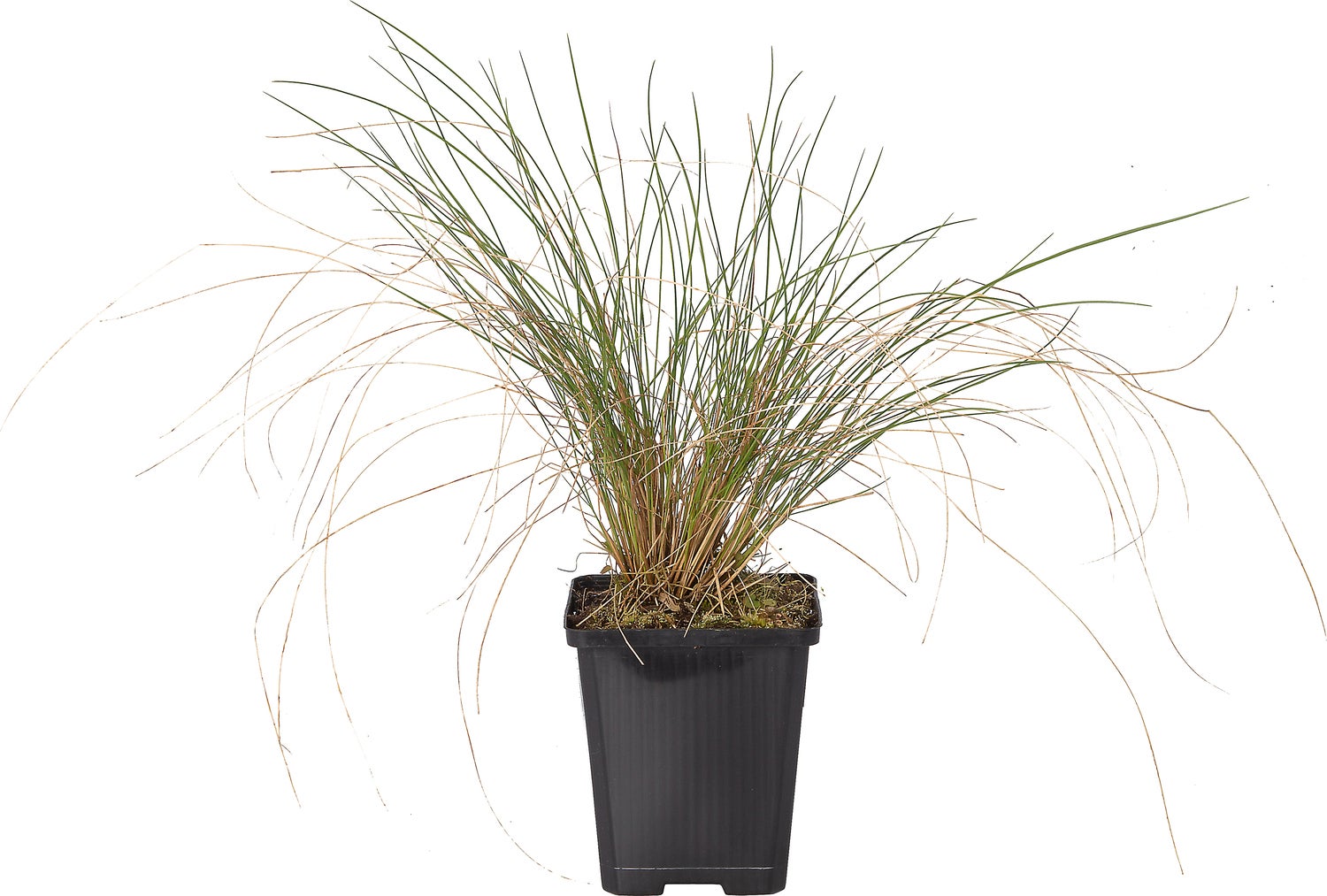 Vedergras (Stipa capillata) D 9 H 10 cm