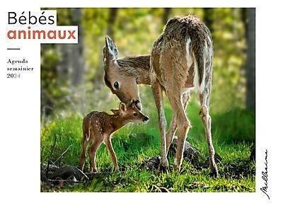 SEMAINIER 2025 LA NATURE AU FIL DES SAISONS