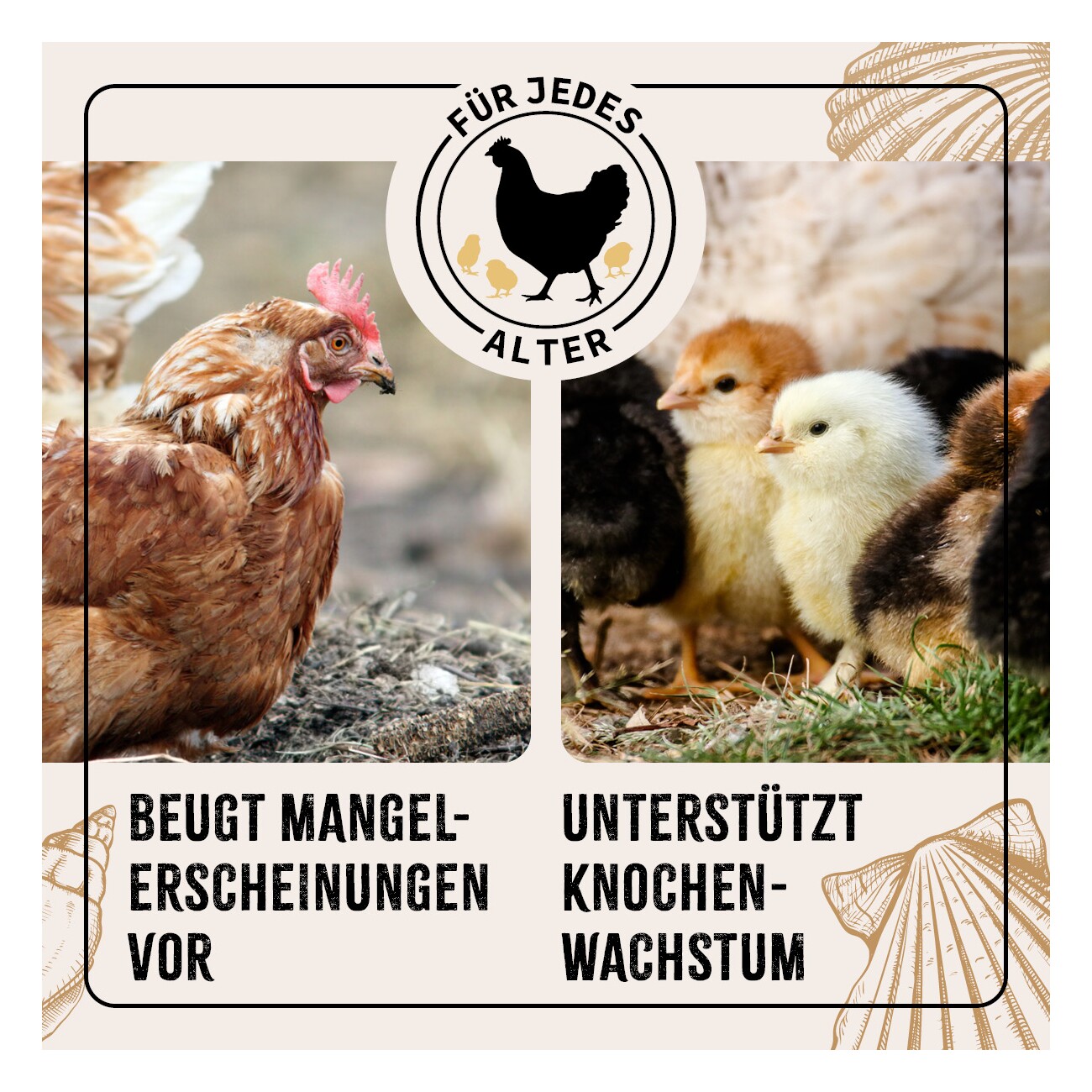 AniForte FarmLife Muschelgrit für Hühner 5kg