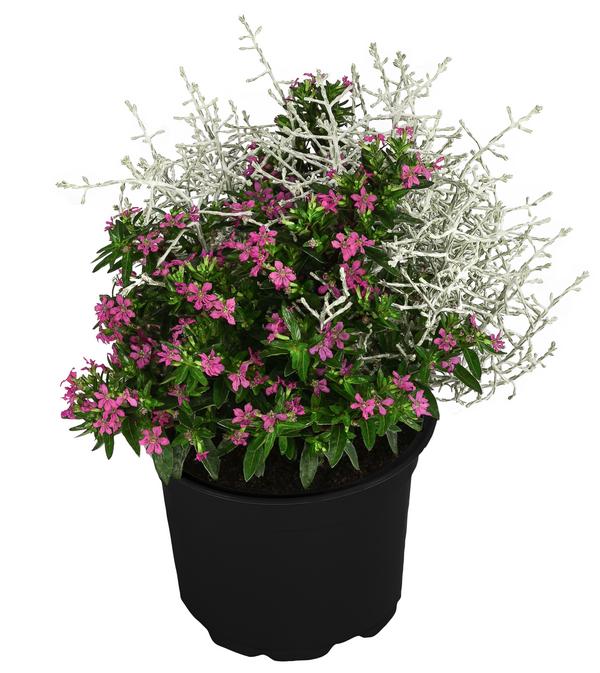 Pflanzen-Duo Herbstbrise, verschiedene Farben