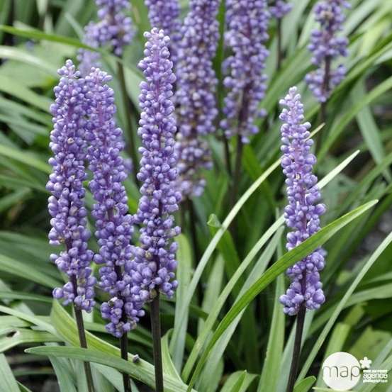 Liriope muscari : godet