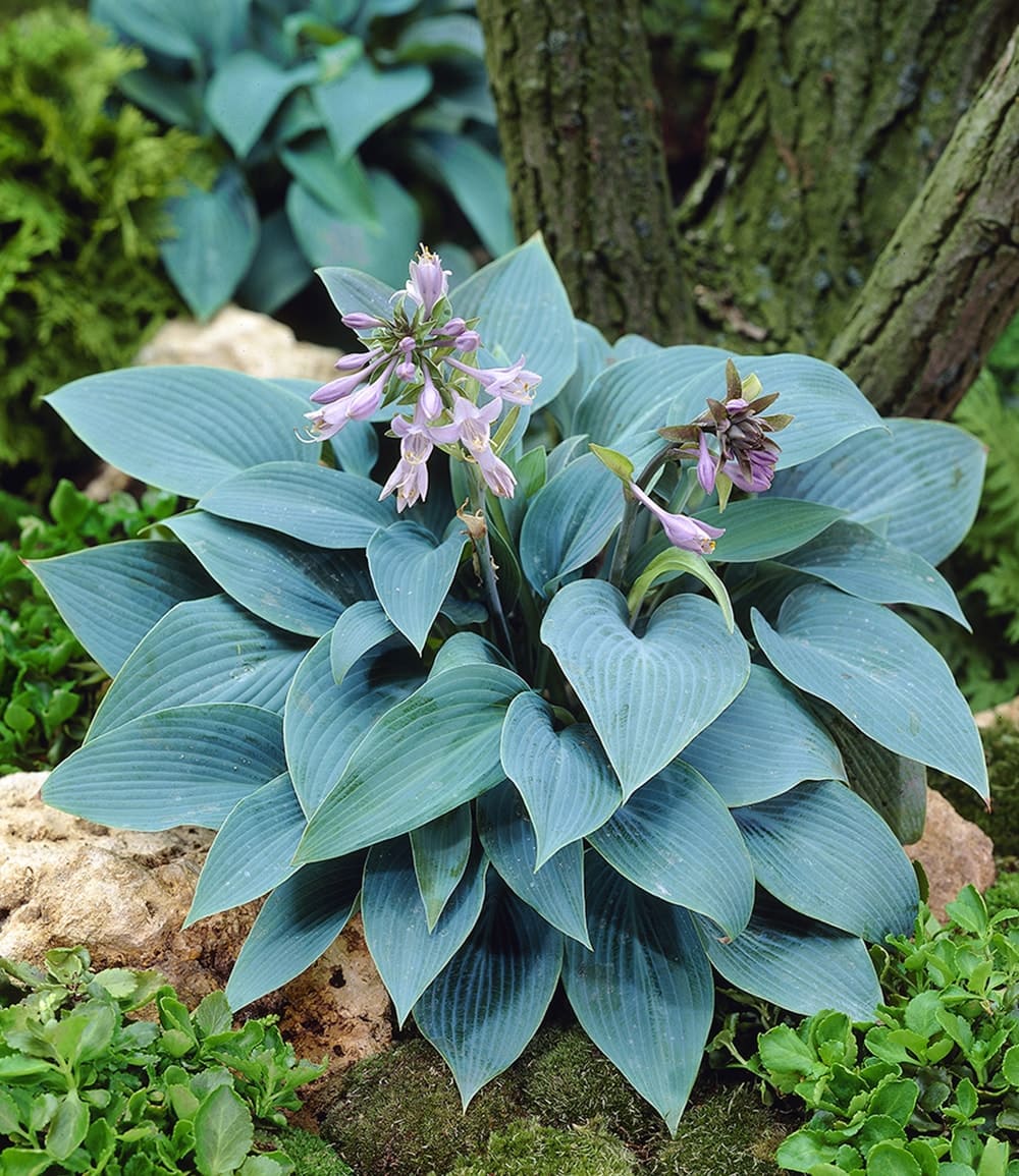 Riesen-Hosta-, Funkien-Sortiment zum Vorteilspreis