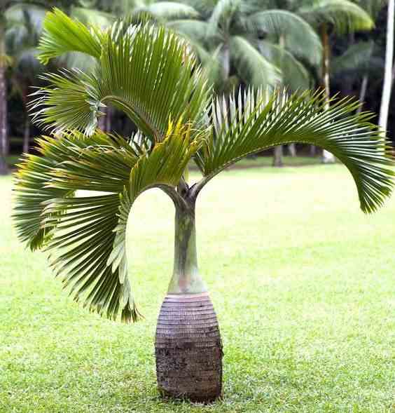 Hyophorbe lagenicaulis (palmier bouteille) blanc - taille pot de 5 litres ? 60/80 cm