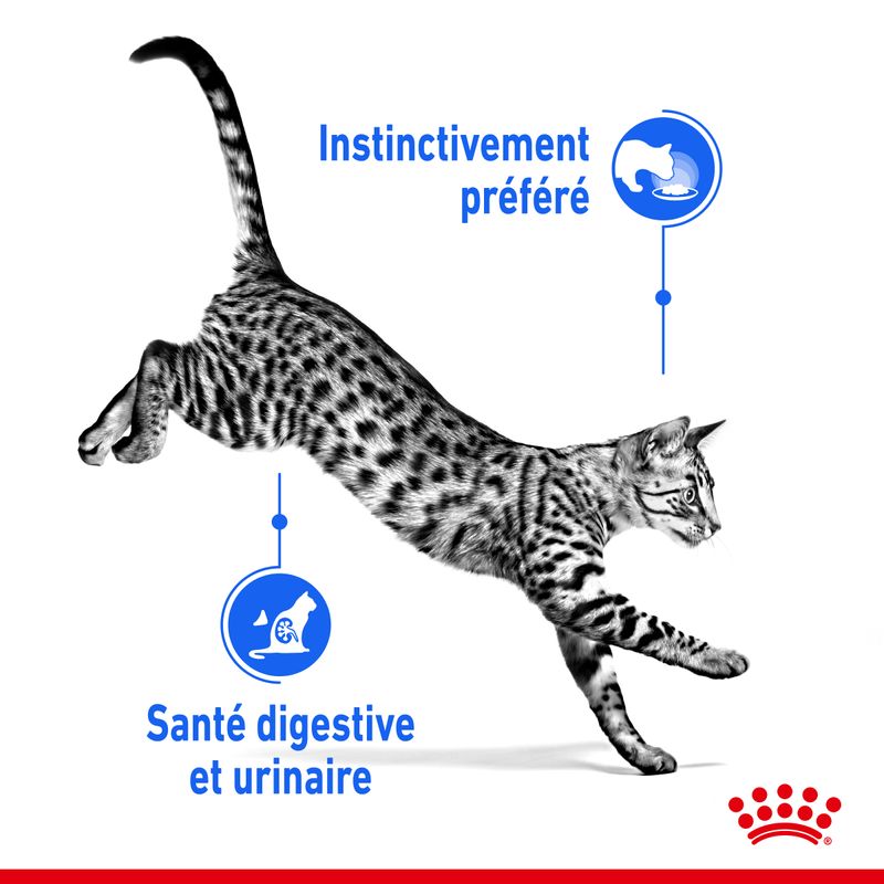 Royal Canin Indoor Sterilised en gelée