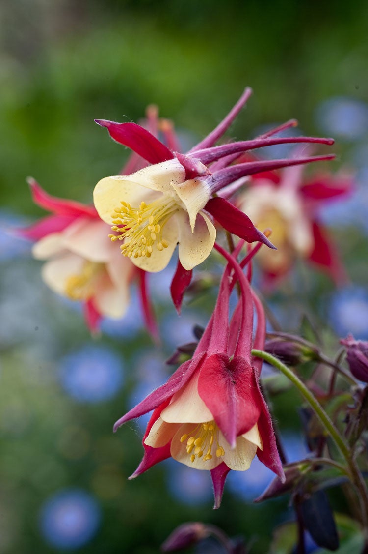 Akelei (Aquilegia 'Crimson Star') D 11 H 60 cm