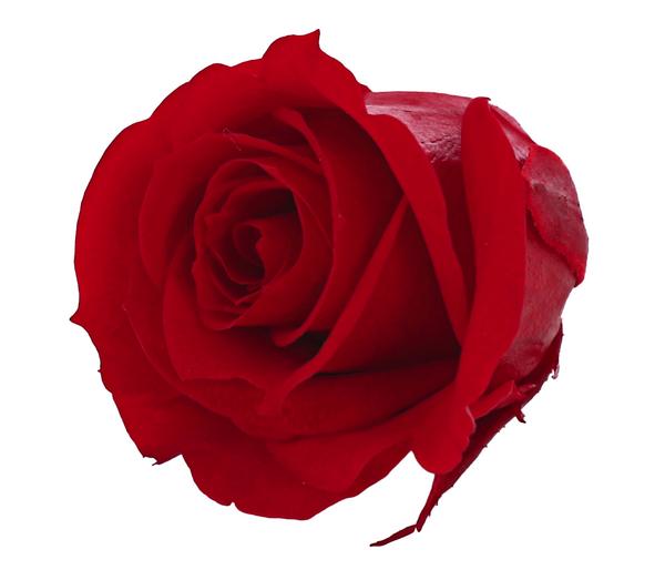 Dehner Longlife-Rose, ca. Ø3 cm