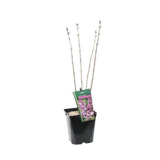 Syringa vulgaris Kindy Rose : C5L