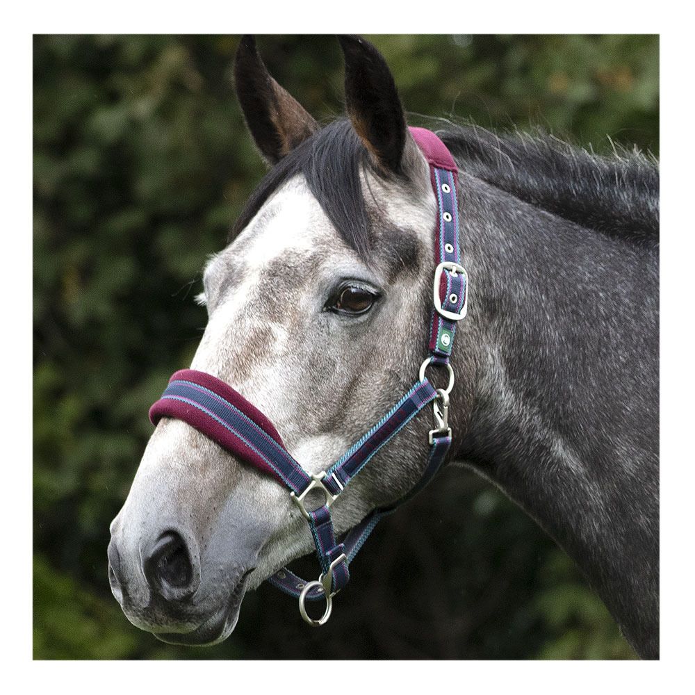 Horseware RAMBO PADDED - Licol burg/burg/teal&nvy