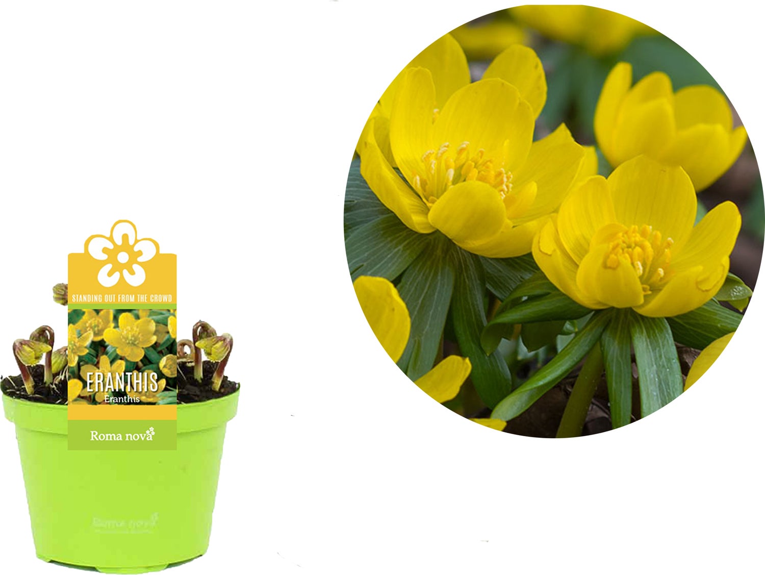 Winterakoniet (Eranthis hyemalis) D 9 H 11 cm
