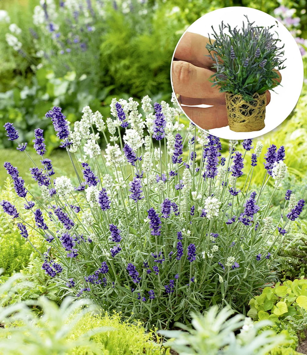 Lavendel 'Ardèche® MixMasters® Airforce'