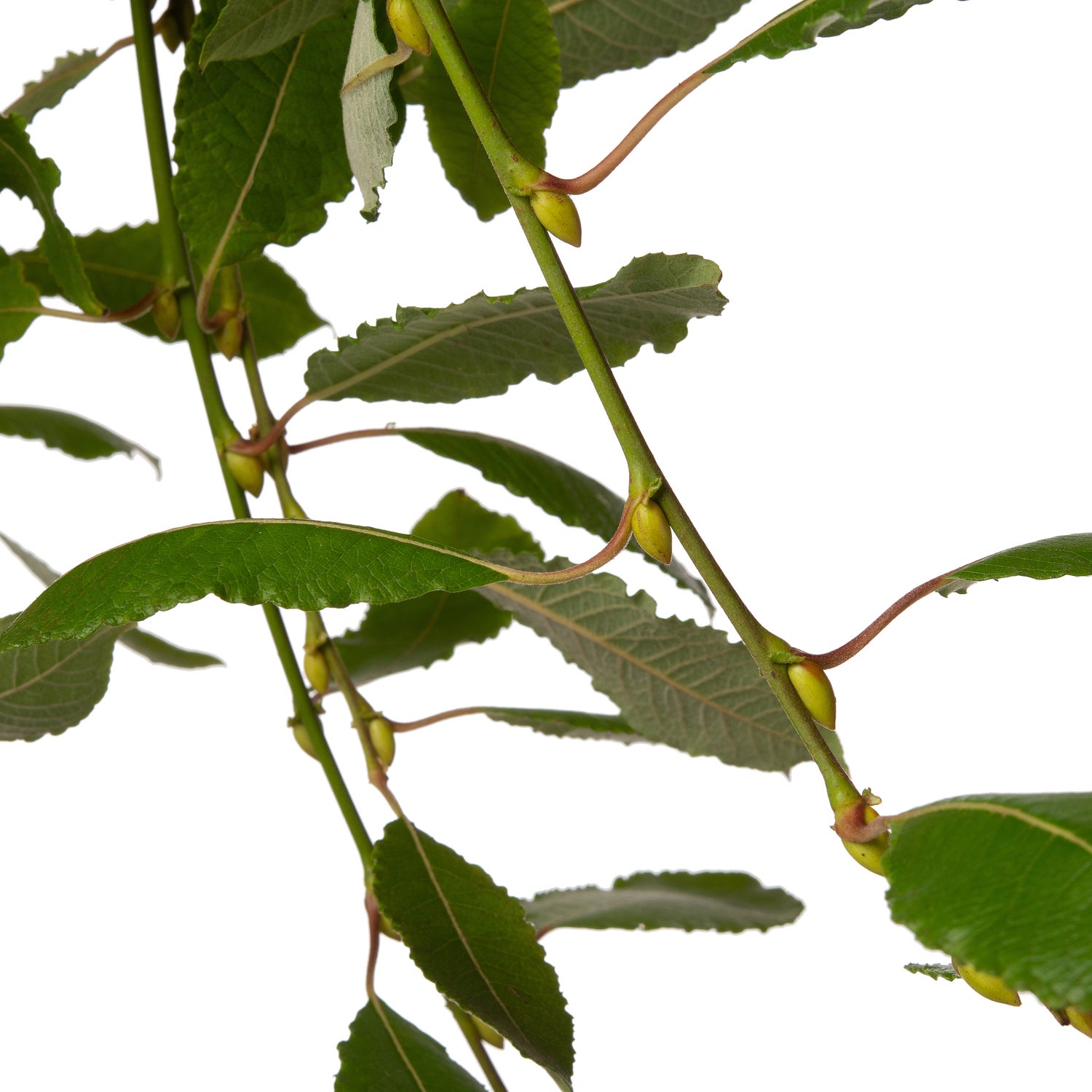 Treurwilg (Salix caprea 'Kilmarnock') D 19 H 90 cm