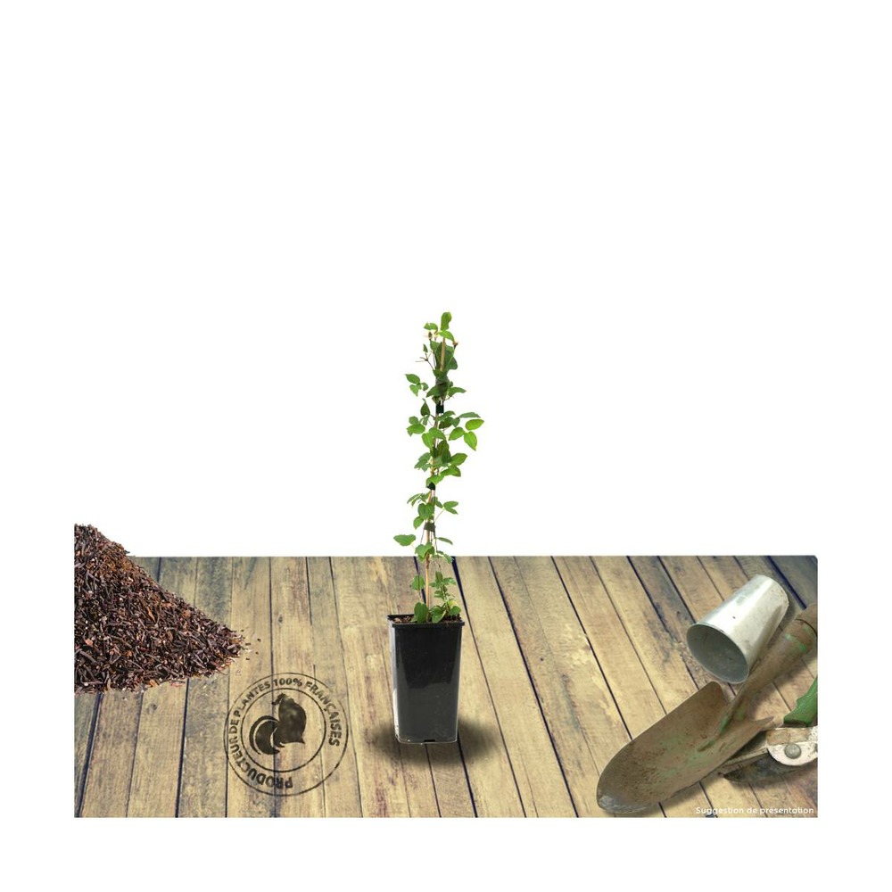 Clématite syrena/clematis syrena[-]pot de 1,5l - tuteur bambou 30/60 cm