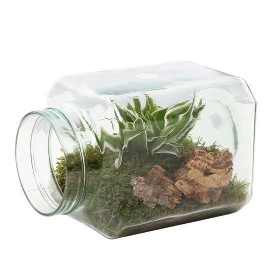 Terrarium ouvert, 1 plante Ø 15 x L 20cm