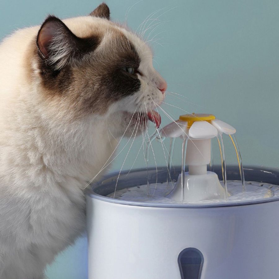 Dispensador automático de água para cães e gatos.