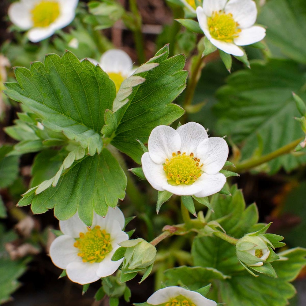 Fragaria x ananassa 'delizzimo' – fraisier –arbuste fruitier– entretien facile - ⌀13 cm - ↕40-50 cm