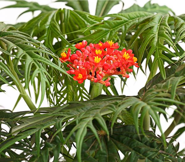 Korallenbaum - Jatropha multifida