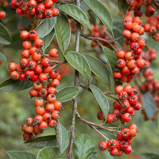 Cotoneaster glaucophyllus Pot 5L