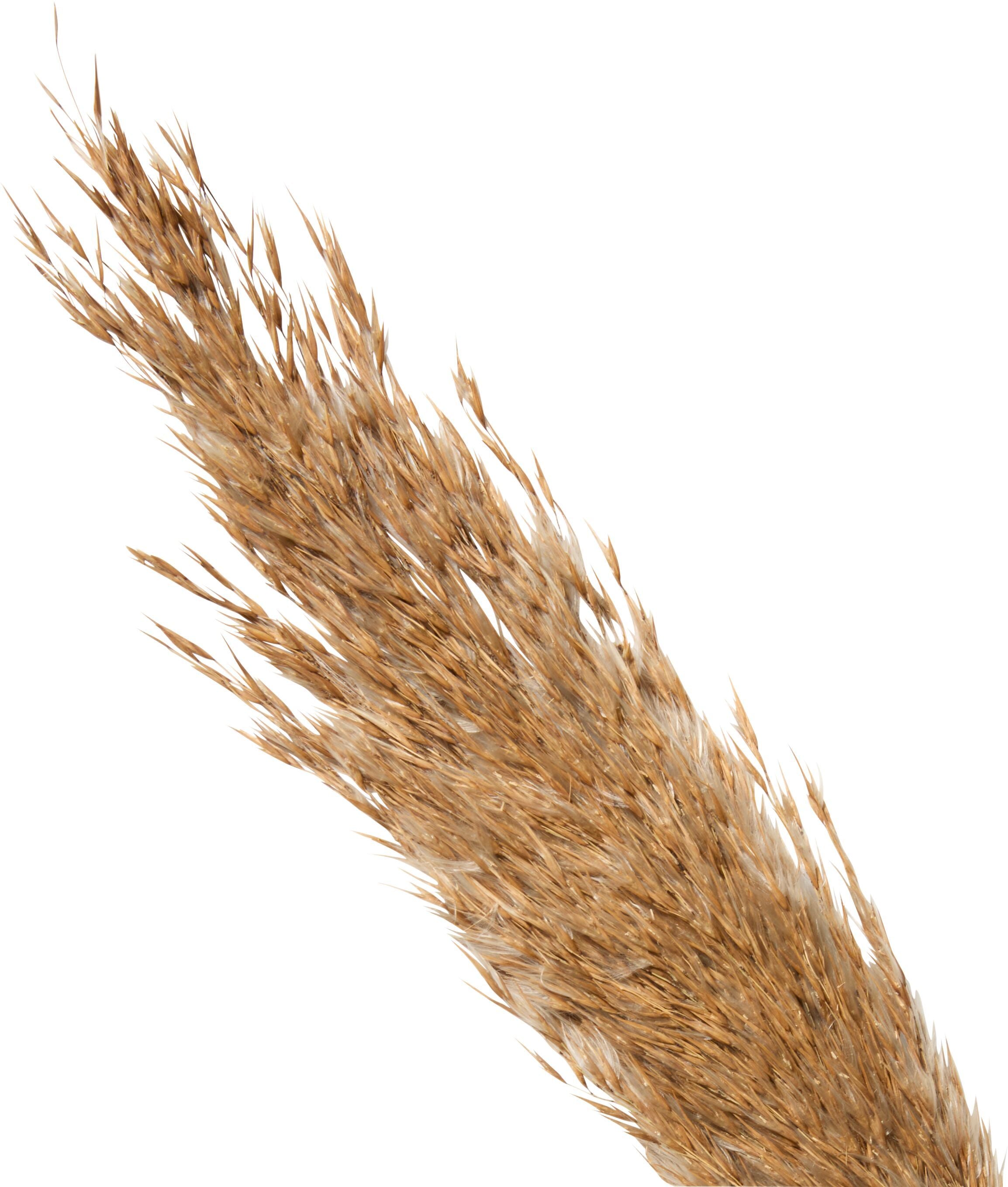 PAMPAS braun 100cm - Braun / H: 100.0 cm
