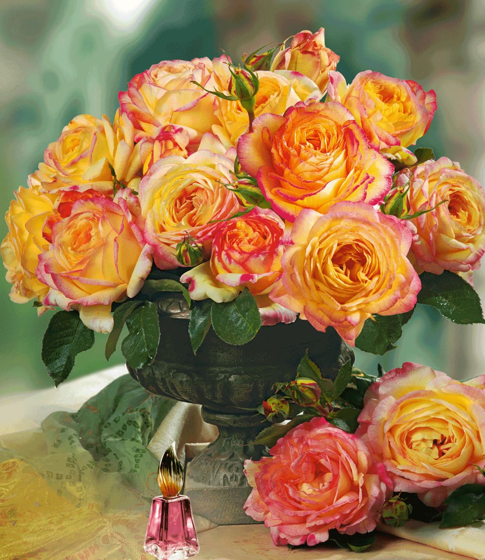 Parfum-Rose 'Mitsouko®'